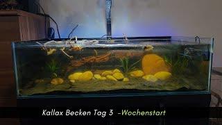 Kallax Becken Tag 3 zum Wochenstart -Die Entwicklung und Kampf der gelben Suppe #aquaristik