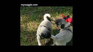 Puppies chasing tails