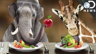 Why Are The Biggest Animals on Earth Vegetarian?