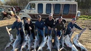 CATCHING BIG MISSOURI SPOONBILL ON THE OSAGE RIVER!!