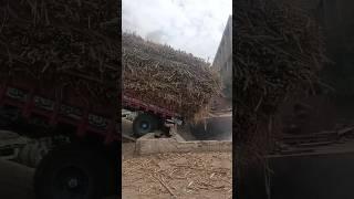 Amazing Sugar Cane Trail Unload In Sugar Mill #sugarcane #sugar #mills #trali #shortsfeed