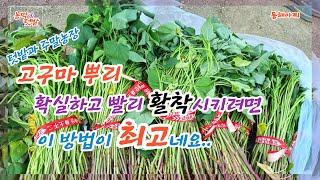 고구마 정식하고 뿌리 빨리 활착 시키기 위해 가장 좋은 방법은?.Set the sweet potato set and put the roots on quickly.