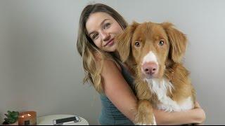 NOVA SCOTIA DUCK TOLLER Q+A