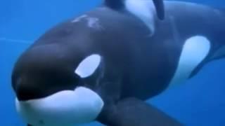 R.I.P. Keiko 1976-2003 // In memory of the most amazing orca of all the time...