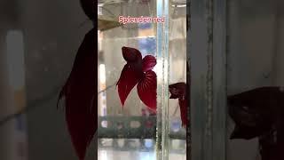 Cập nhật con cá Lóc vớt ở Bình Dương #bettafishtank #betta