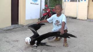 Boy find albatross on the beach in Philippines