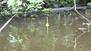 Gak main2.! Spot baru pertama di buka pemancing ikan keluar semua, mancing ikan betok di rawa