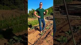 Fertilize your brassicas to maximize yield