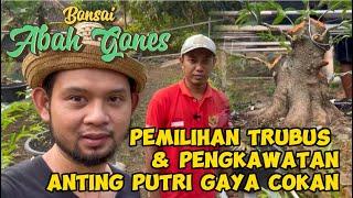 Part #2 - Pemilihan Trubus Bonsai Anting Putri gaya Cokan oleh kang Agus | Bonsai Abah Gones