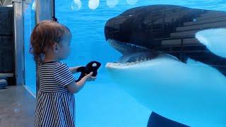 Little girl's Orca meets the real thing - "Killer Whale Up-Close Tour" at SeaWorld Orlando