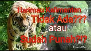 #harimau #kalimantan Harimau Kalimantan Melegenda