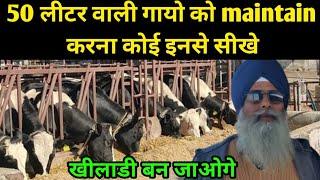 1400 लीटर दुघ सीर्फ इतनी गायो से Maa dairy farms Mahilpur Punjab