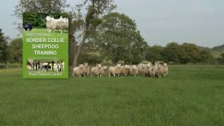 First Steps in BORDER COLLIE SHEEPDOG TRAINING - teaching herding dogs