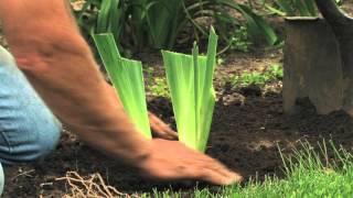 Iris Care and Division - Rose-Hill Gardens Video Series Episode Eight
