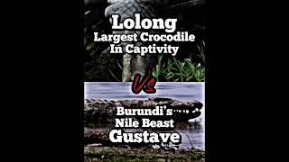 Gustave Vs Lolong