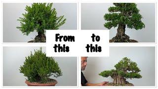 Work on Myrtle pre Bonsai‘s #1 Before/After