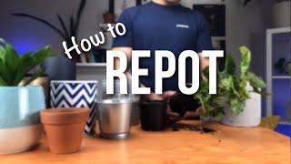 How to repot a plant? | Beginners Guide to Repotting