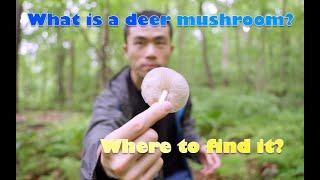 What is a deer mushroom (edible) and where to find it? Subtitle CC 在哪里找灰光柄菇？中英字幕