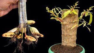 Growing Mango Tree From Cutting And Seeds Grafting On One Branch