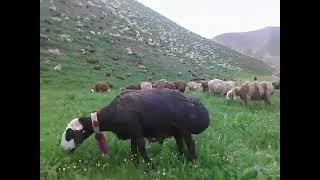 فضای سبز ،صدای زنگ گوسفندان وکوهای سبز افغانستان چی خوش آینداست