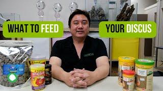 What to feed your Discus | Sera, Tropical, Freeze Dried Blackworms & FAQs