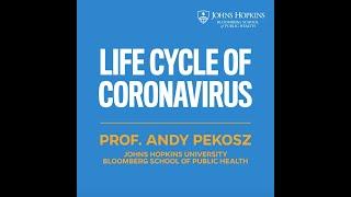 Life Cycle of the Coronavirus