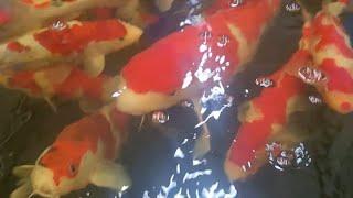 The Uk's best selection of Japanese koi, come take a look! £35 up to £15,000!