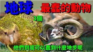 地球最蠢的3個動物，他們到底可以蠢到什麼地步呢#海闊天空#开阔眼界#冷知識#國家#排名#全球#旅遊#腦洞大開#奇思妙想