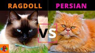 RAGDOLL CAT VS PERSIAN CAT (Breed Comparison) Watch To Learn Why The Persian Cat Requires More Care