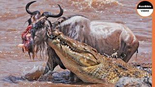 Harshest Crocodile Attacks On Wildebeests