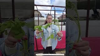 ПОЧЕМУ РЕДИС УХОДИТ В СТРЕЛКИ #огород #редис #дача