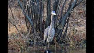 Pileated Woodpecker Great Blue Egret Downy Woodpecker by Louis Balboa