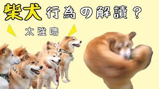 柴犬的日常-就是無厘頭！｜柴犬柚醬 醬拔頻道｜