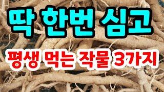 딱 한번 심고 평생 먹는 작물 3가지 추천 초보자도 재배가 쉬운 약초로도 효능이 좋은 기능성 식물 #고혈압에좋은약초#관절에좋은약초#중풍예방에좋은약초#고소득작물#봄나물#텃밭#시골