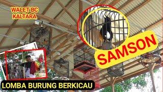 Murai Borneo || SAMSONS Perdana di Latpres Walet BC KALTARA