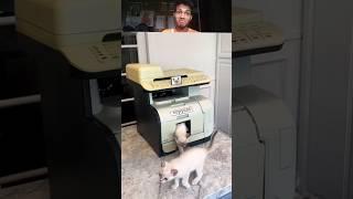 Wow Cat copycat machine// #funny #viral #shorts #trend