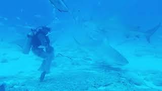 Bullshark diving in Playa del Carmen, Sam Markley