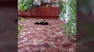 Маленький Проказник 