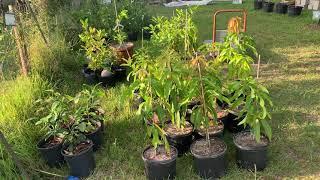 New Tropical Trees for Odenwald