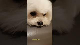 Sundol  the grumpy and silly dog #maltese #dogs #cutedog