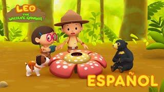 El Oso Malayo (Español) - Leo, El Explorador Episodio | Animación - Familia - Niños