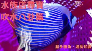 水族店尋寶，水族店推薦，吹水八卦篇 - 超多靚魚，增長知識