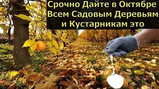 РЕЗУЛЬТАТ ШОК! В Октябре Всем Садовым Деревьям и Кустарникам