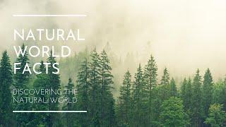 Welcome to Natural World Facts | Channel Trailer