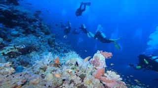 Дайвинг / Египет / Красное море / Habili Ghafer S.J. / Diving