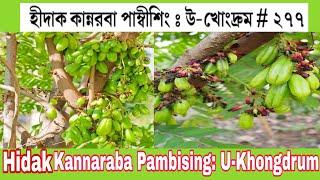 Medicinal Plant || Hidak Kannaraba Pambising U-Khongdrum || Dr. Huidrom Birakumar