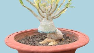 Adenium Training Turns This Adenium Bonsai into a Masterpiece