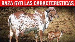  GYR LECHERO Características  Gir Leitero 2024