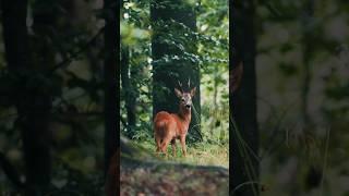 Shooting wildlife from a car  #wildlifephotography #wildlifephotographer #shorts