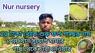 NurNursery 20 টাকা থেকে শুরু ফল গাছের দাম cheapest Nursery in West Bengal Kolkata Fruits Nursery